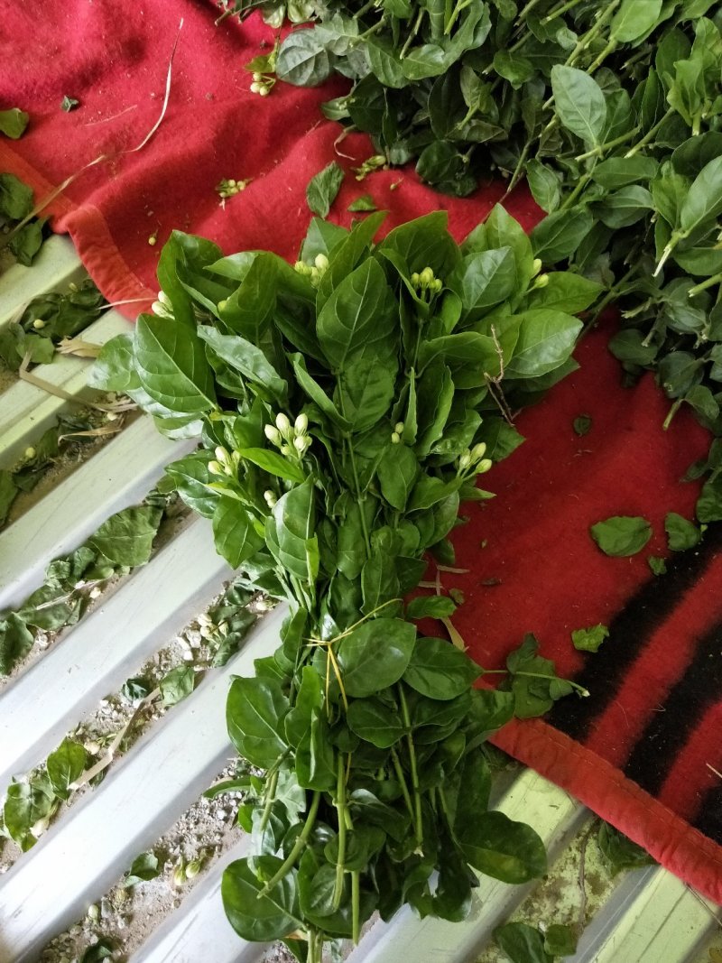 茉莉花，花把