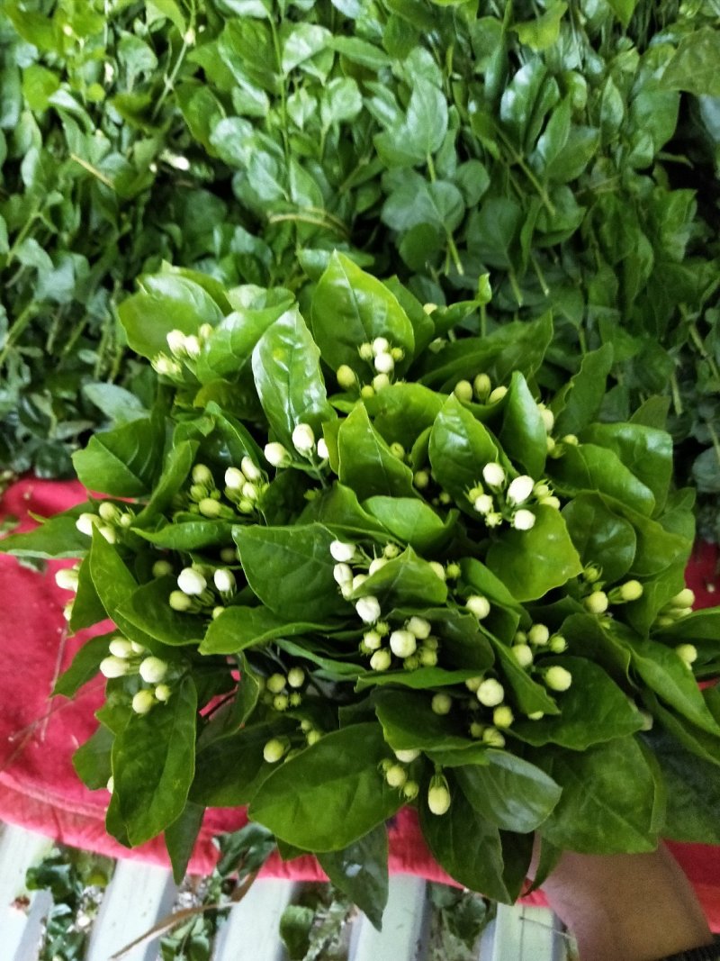 茉莉花，花把