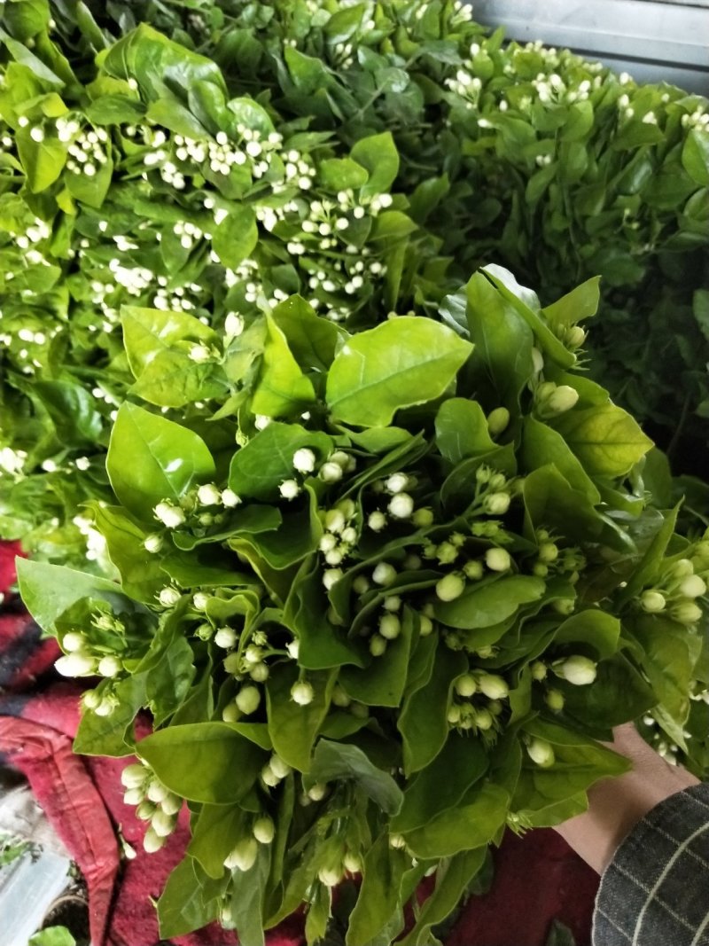 茉莉花，花把