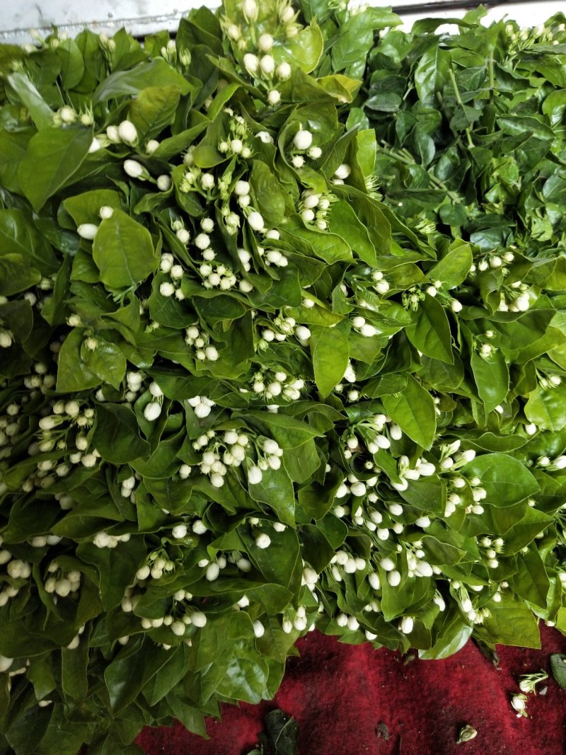 茉莉花，花把