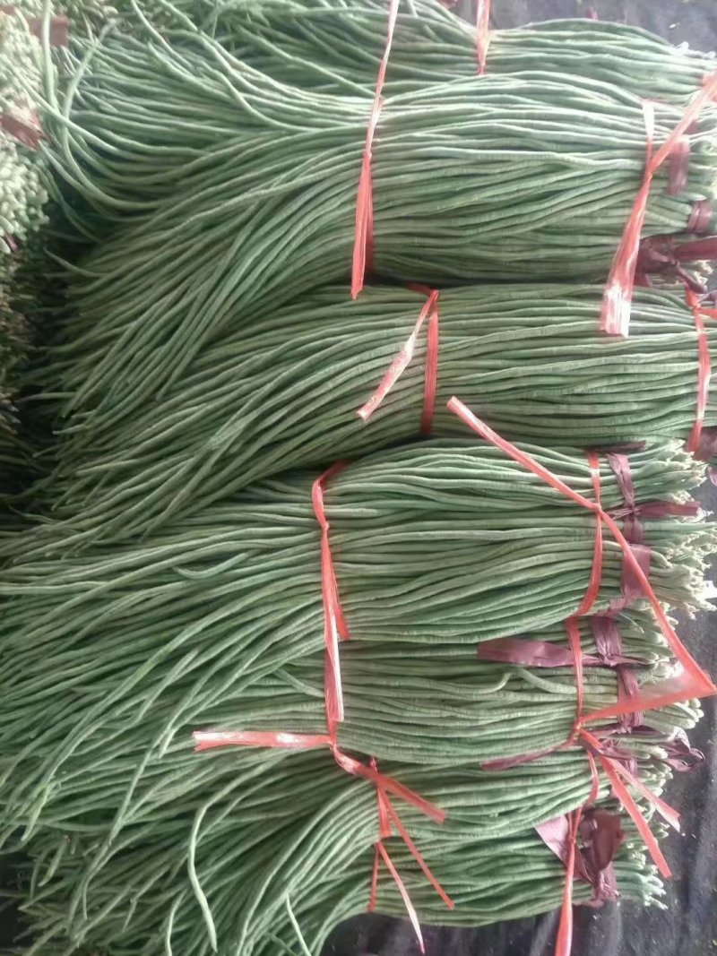 长豆角，长豇豆，产地大量上市，一手货源，