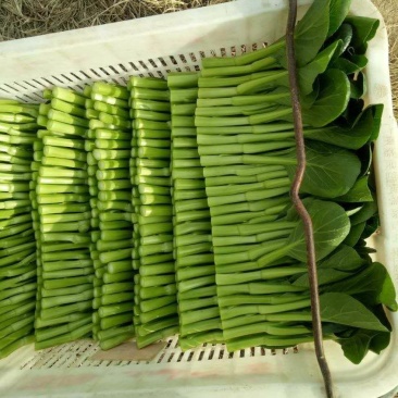 菜苔广东菜心常年种植供应菜心菜苔价格实惠