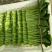 菜苔广东菜心常年种植供应菜心菜苔价格实惠