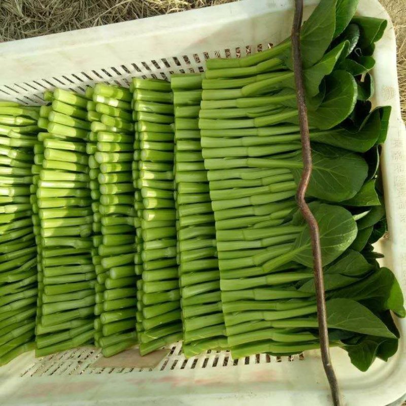菜苔广东菜心常年种植供应菜心菜苔价格实惠