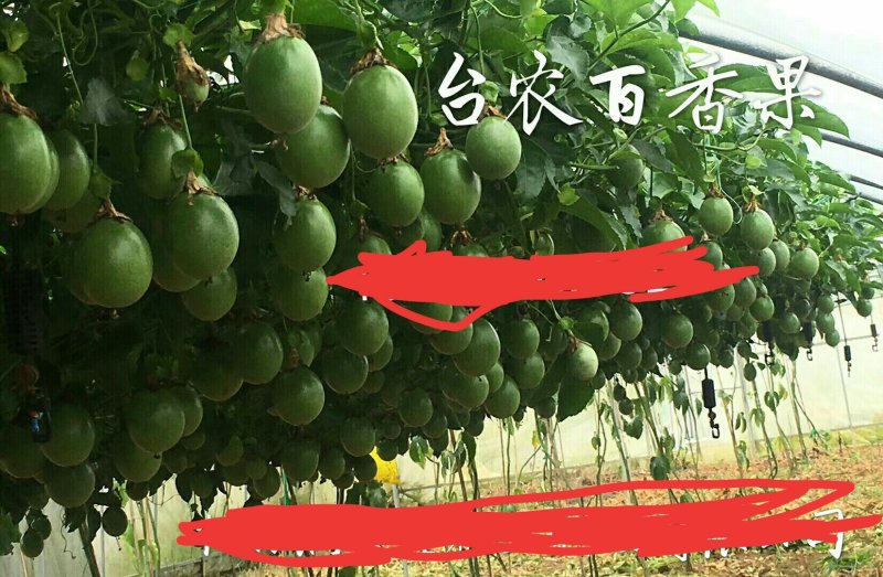 台农百香果苗