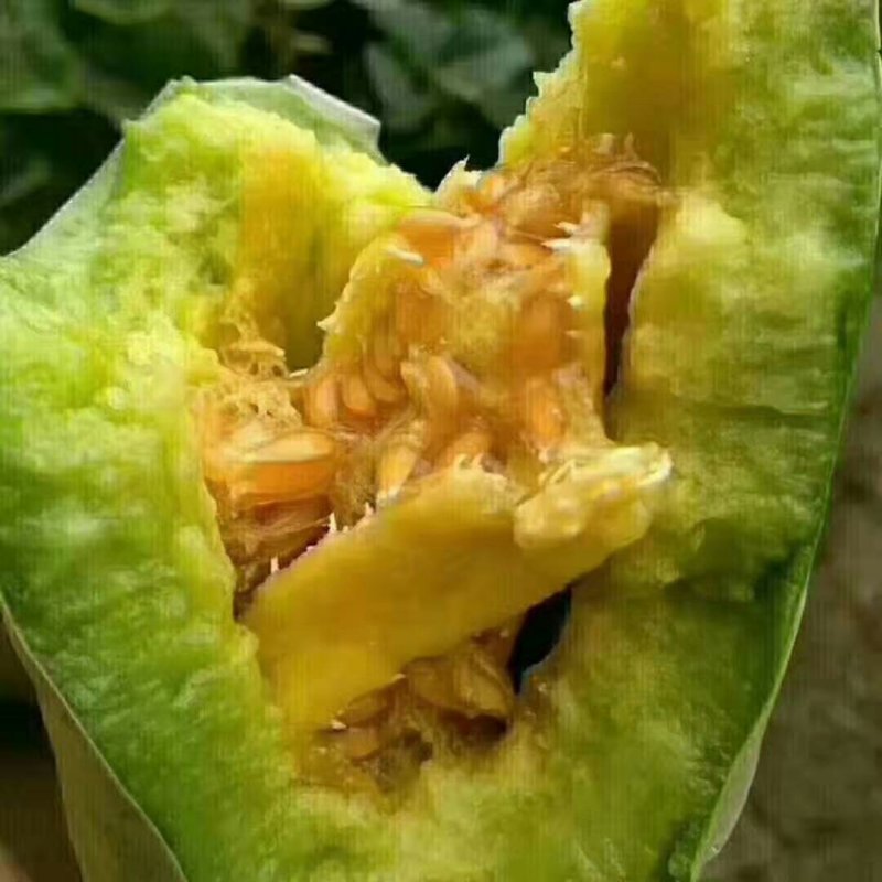 山东甜瓜