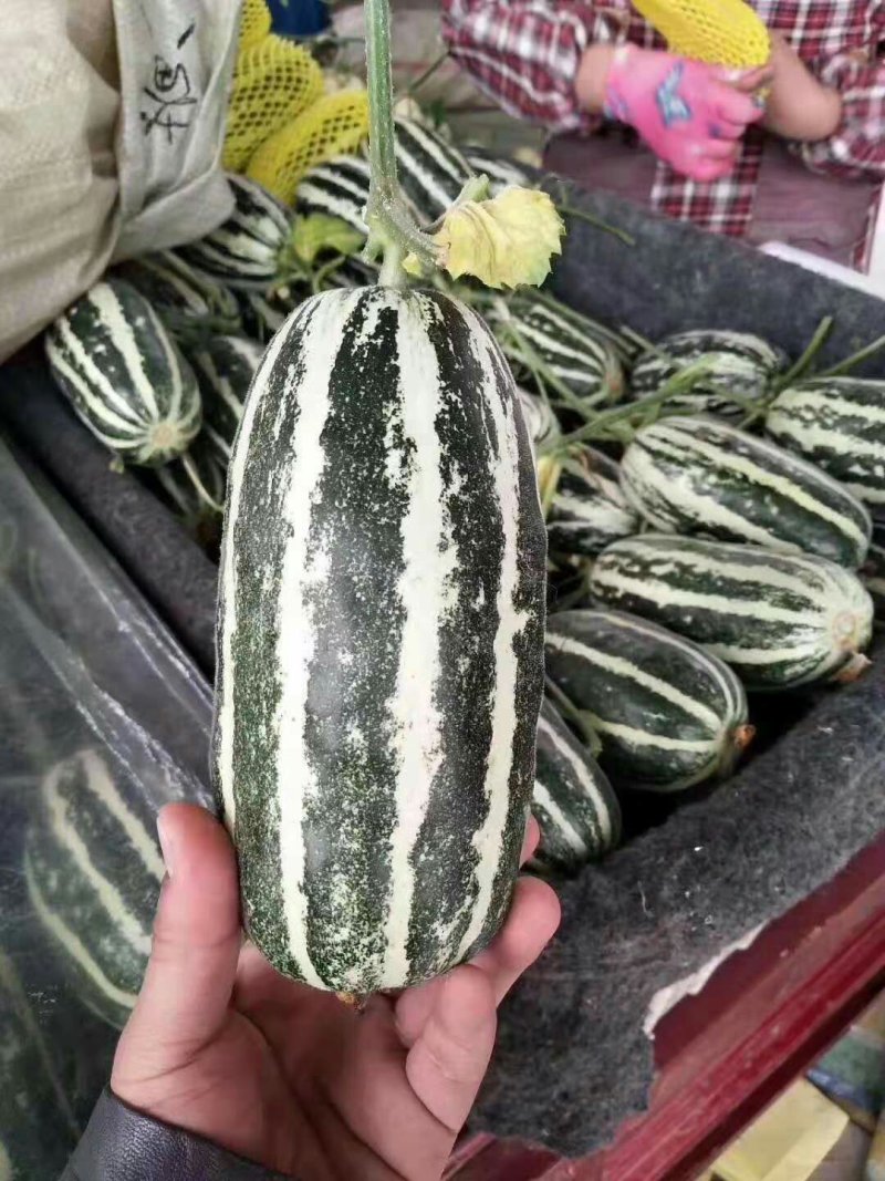 山东甜瓜