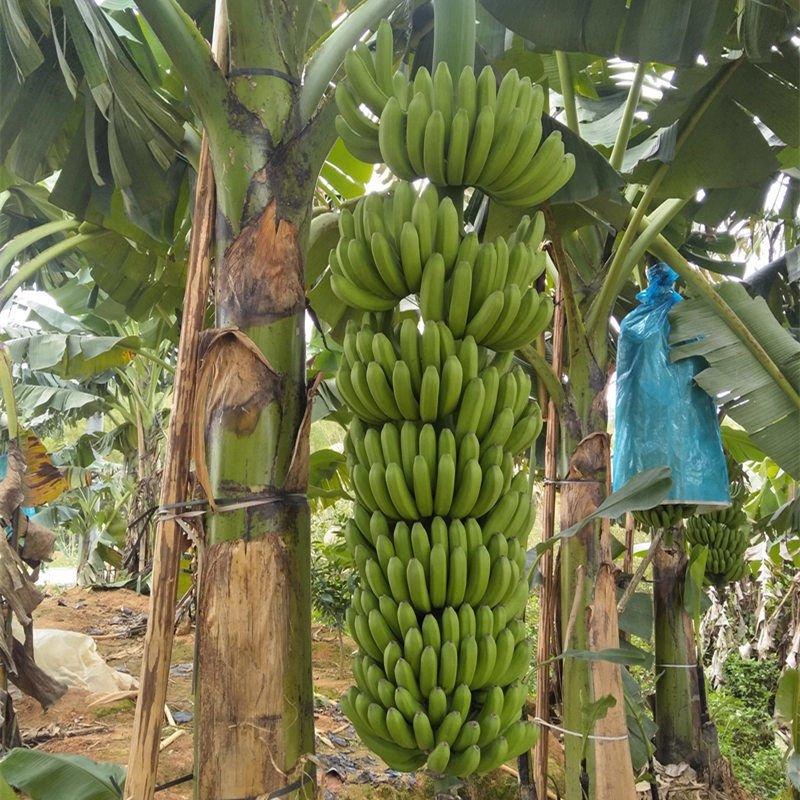 香蕉苗粉蕉苗高产好种易活当年结果