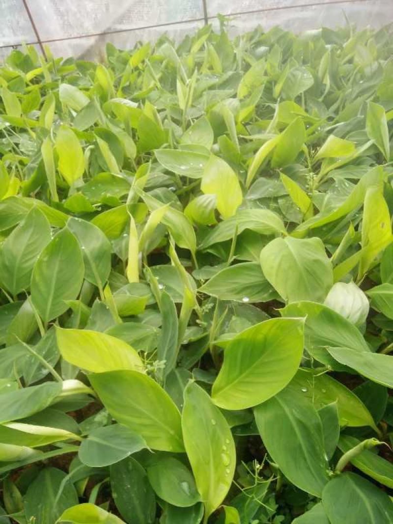 香蕉苗粉蕉苗西贡蕉金粉一号