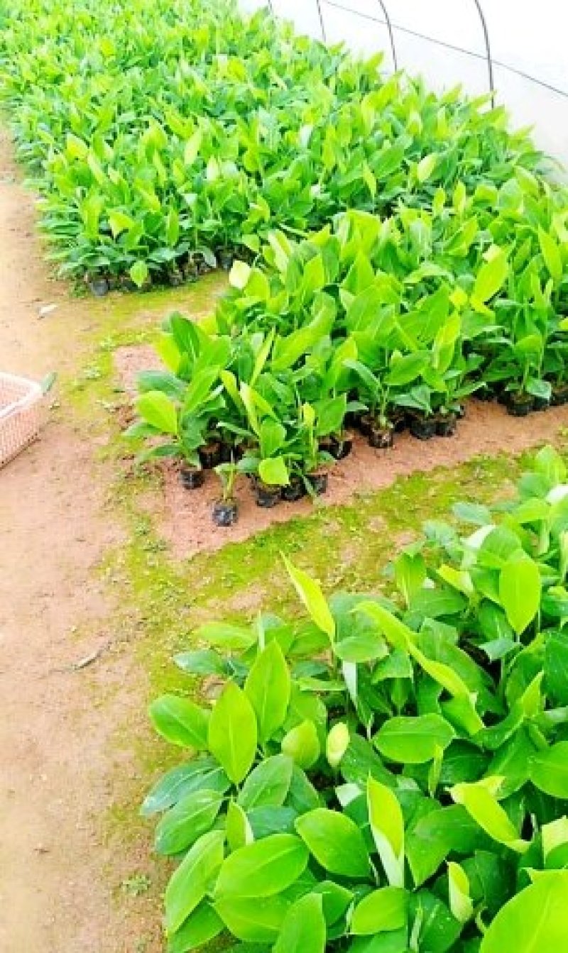 香蕉苗粉蕉苗西贡蕉金粉一号