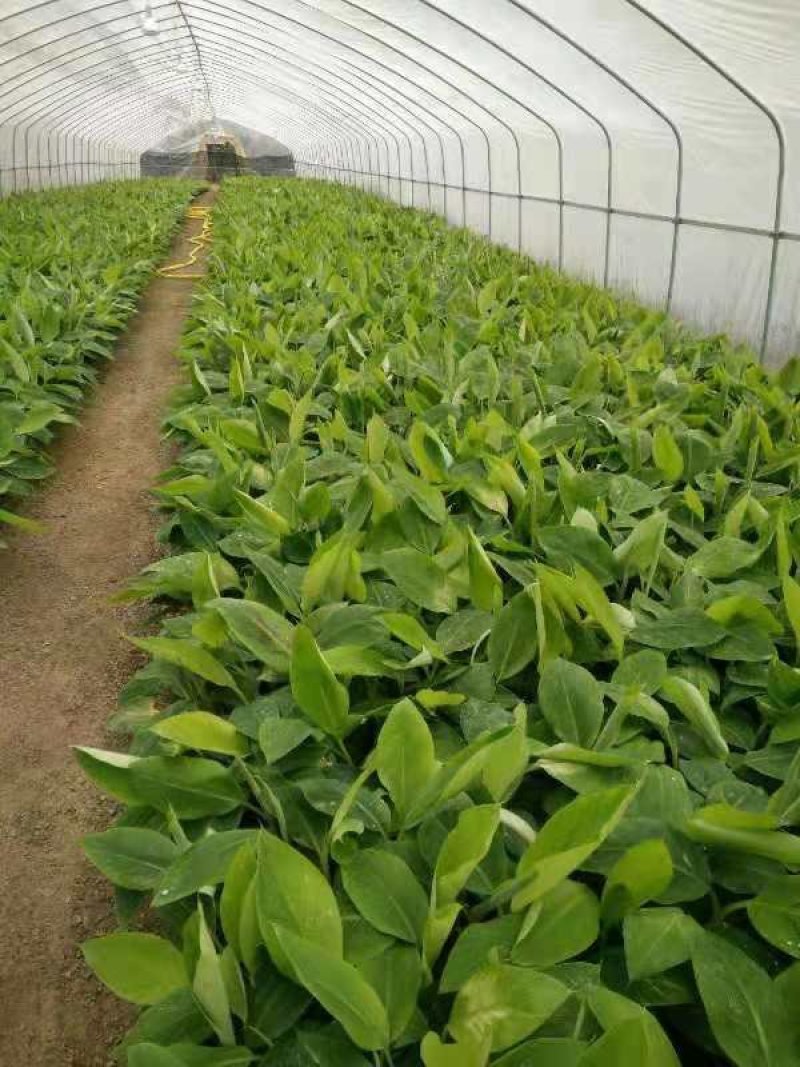 香蕉苗粉蕉苗西贡蕉金粉一号