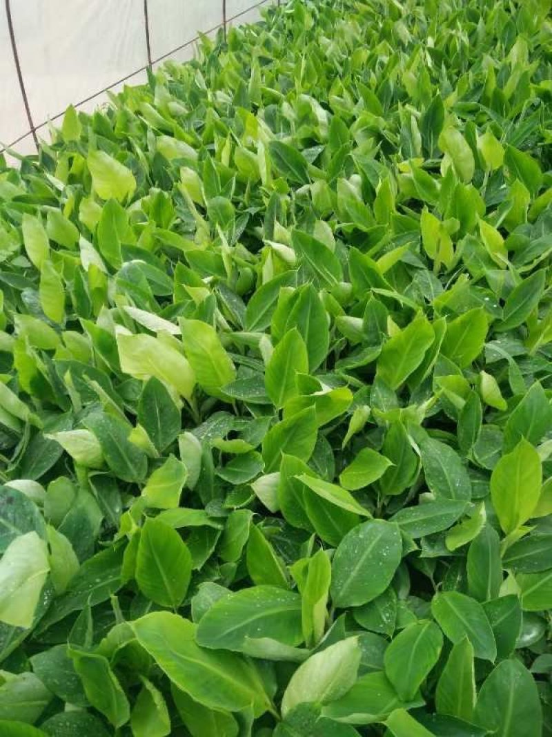香蕉苗粉蕉苗西贡蕉金粉一号