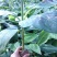 香蕉苗粉蕉苗西贡蕉金粉一号