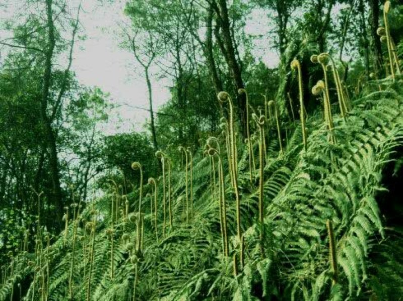 美味野菜
