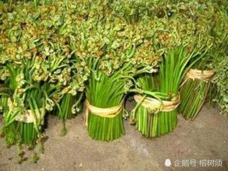 美味野菜