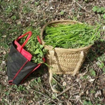美味野菜