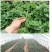 商暑19原种脱毒红薯苗，亩产8000斤，产地直发，一手货