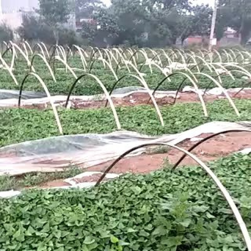 商暑19原种脱毒红薯苗，亩产8000斤，产地直发，一手货