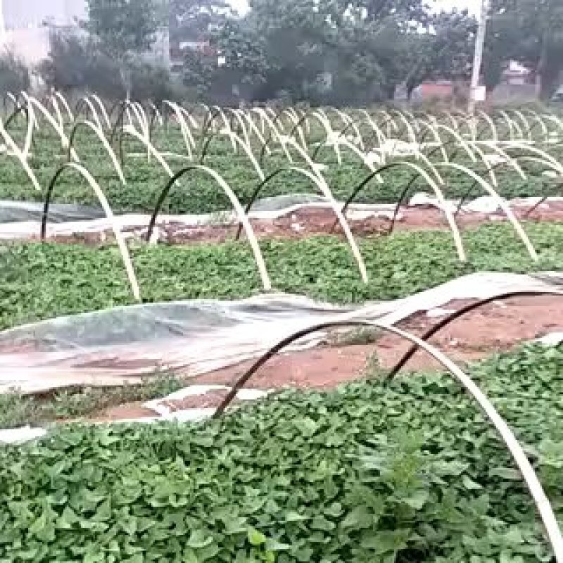 商暑19原种脱毒红薯苗，亩产8000斤，产地直发，一手货