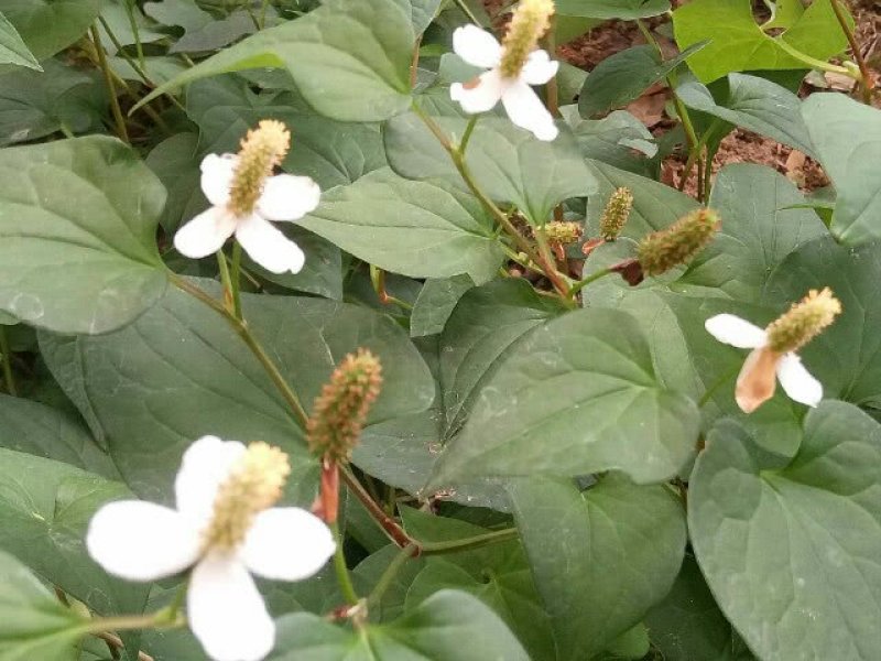 美味野菜