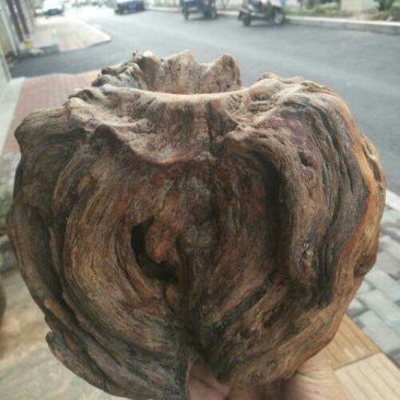 松树瘤，，，，，，，，，