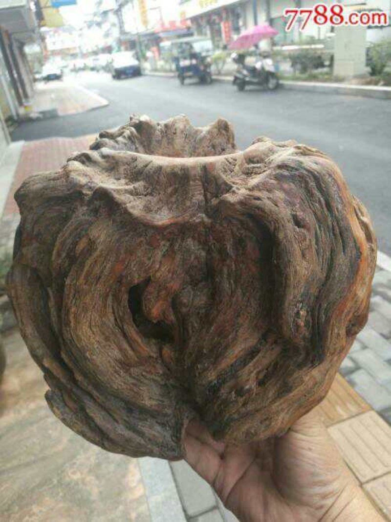 松树瘤，，，，，，，，，