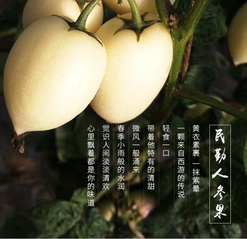 【牛商推荐】民勤大漠人参果电商供货坏果包赔信誉为先