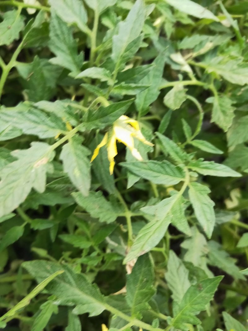 现货番茄苗西红柿苗粉红硬红大红水果番茄