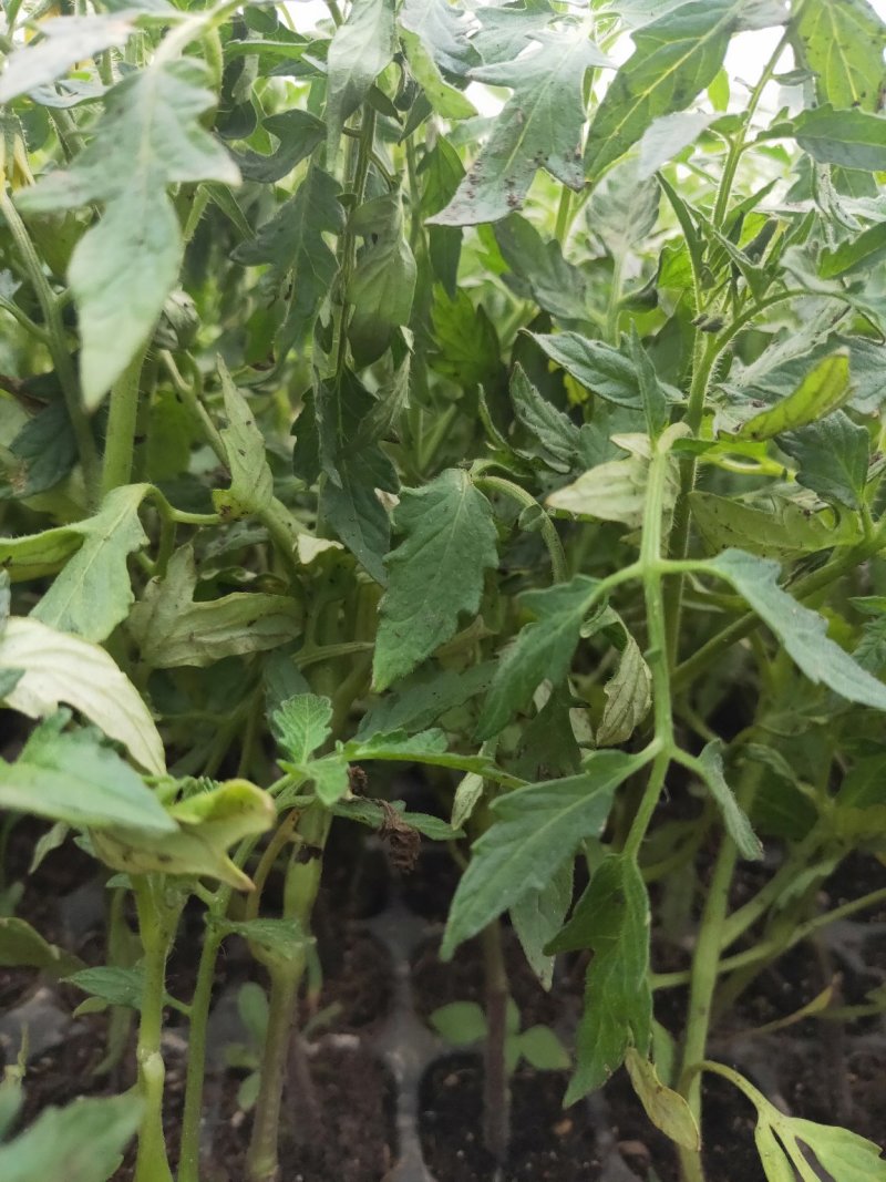 现货番茄苗西红柿苗粉红硬红大红水果番茄