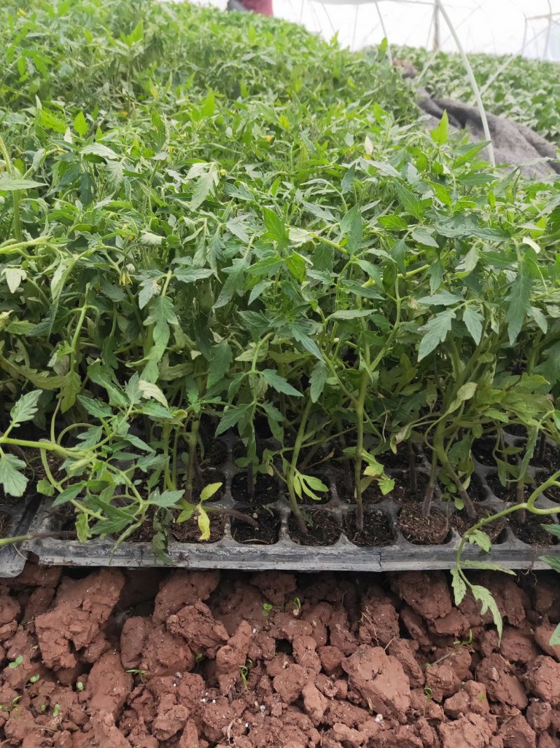 现货番茄苗西红柿苗粉红硬红大红水果番茄