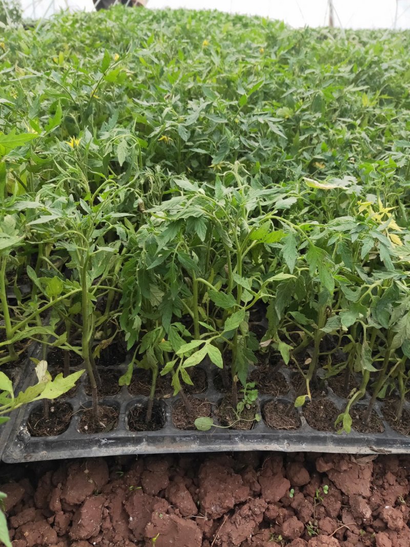 现货番茄苗西红柿苗粉红硬红大红水果番茄