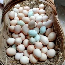 正宗林下散养土鸡蛋质量稳定可靠包发货