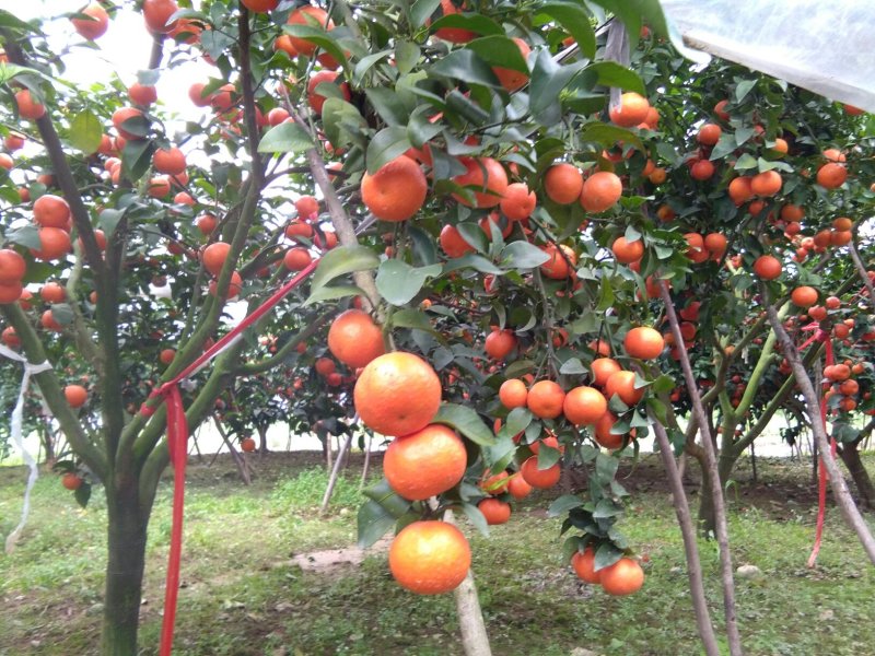 广西阳朔新鲜应季水果沙糖桔，诚信代办经营各种水果