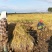 2025新稻花香稻基地直供纯正稻花香水稻基地直供五常大米