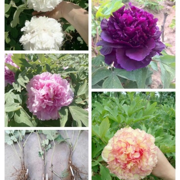 观赏牡丹苗，千层牡丹，重瓣牡丹，大花牡丹，工程牡丹苗，