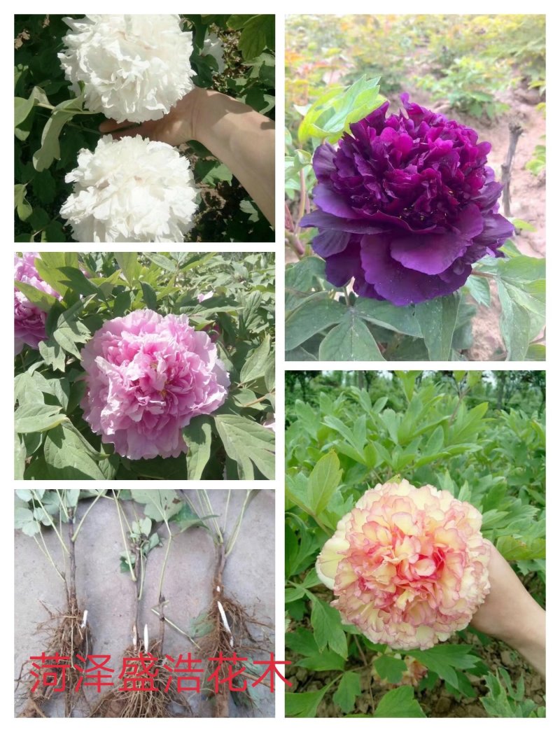 观赏牡丹苗，千层牡丹，重瓣牡丹，大花牡丹，工程牡丹苗，
