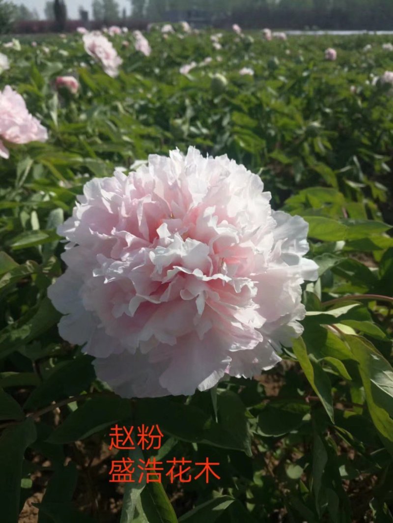 观赏牡丹苗，千层牡丹，重瓣牡丹，大花牡丹，工程牡丹苗，