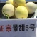 景甜5号统货0.5斤以上济南产地直供实力代收