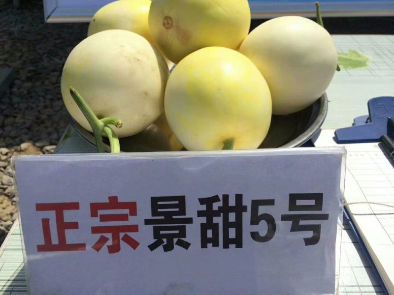 景甜5号统货0.5斤以上济南产地直供实力代收