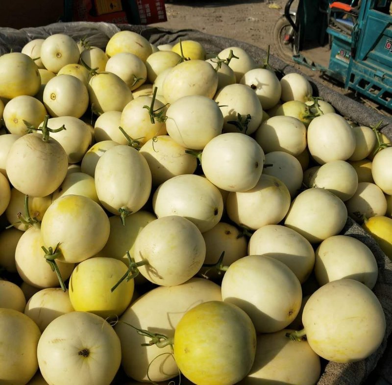 景甜5号统货0.5斤以上济南产地直供实力代收