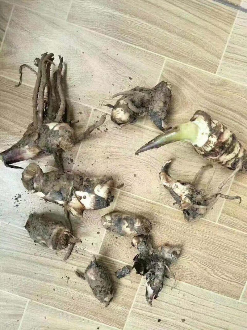 美人蕉、美艳蕉、矮花美人蕉、盆栽美人蕉，工程绿化美人蕉、