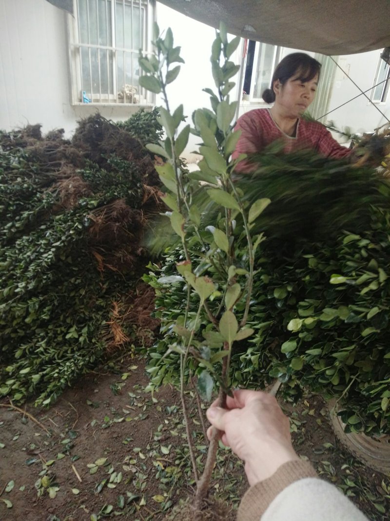 瓜子黄杨小苗批发价格