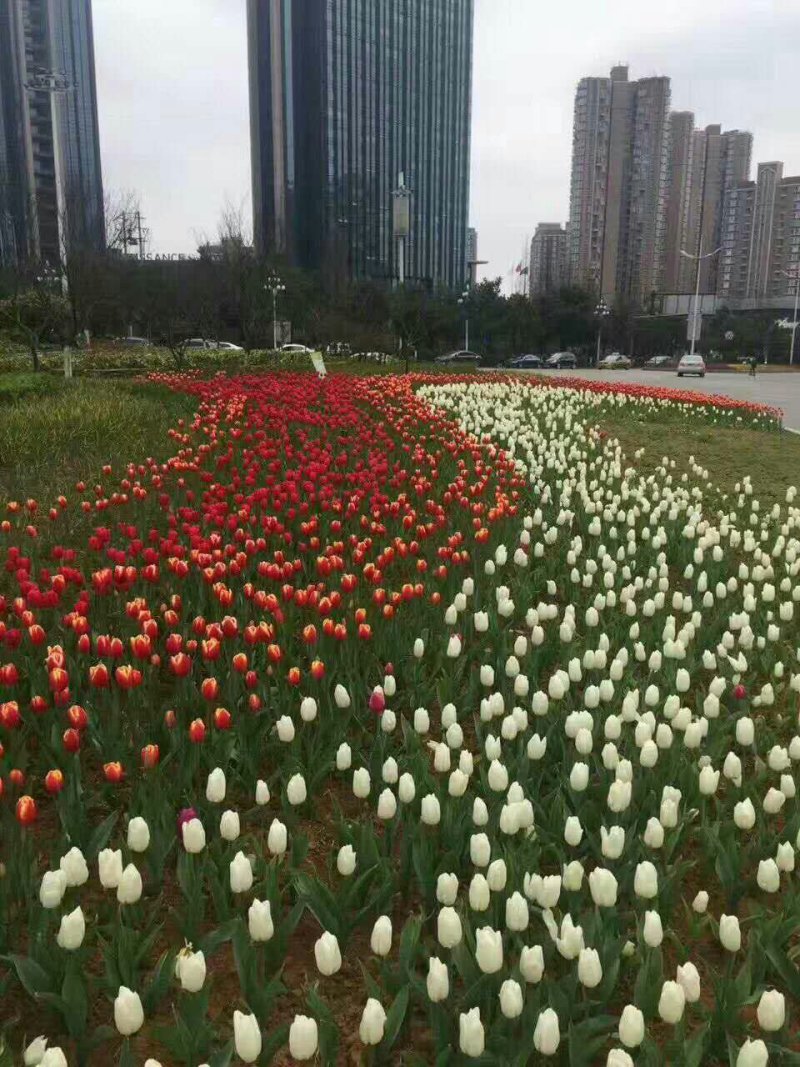 荷南进口郁金香种球批发价格