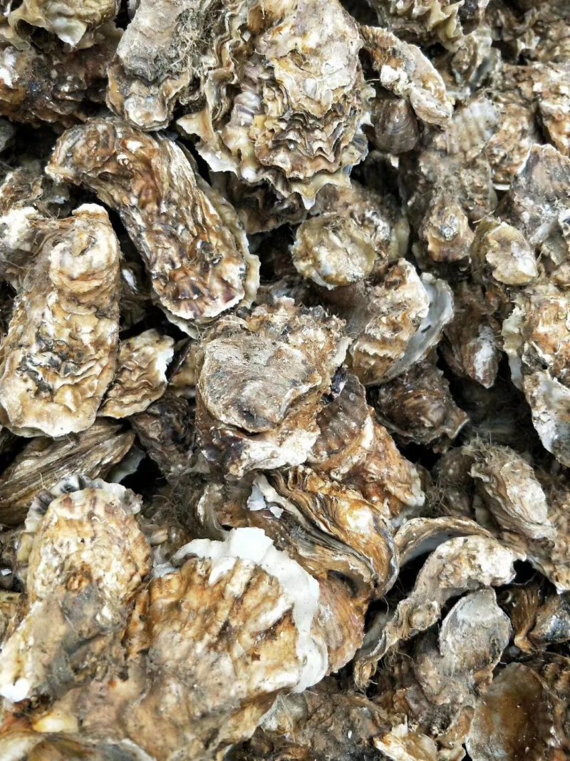 生蚝海蛎子又名牡蛎海蛎子牡蛎