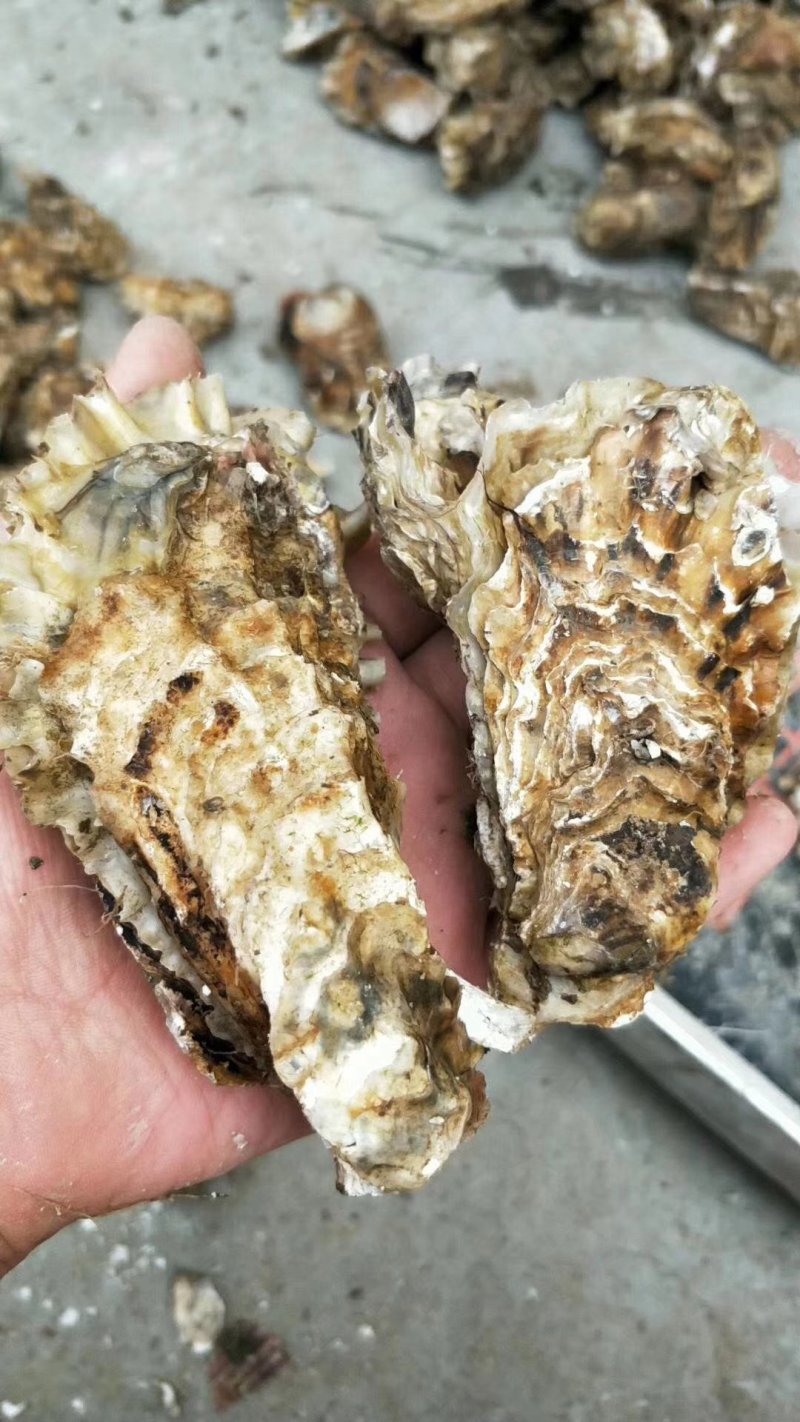 生蚝海蛎子又名牡蛎海蛎子牡蛎