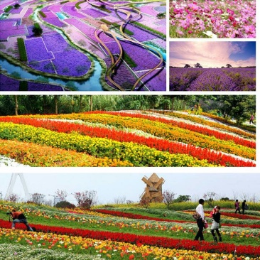 打造花海种子品种有哪些