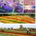 打造花海种子品种有哪些