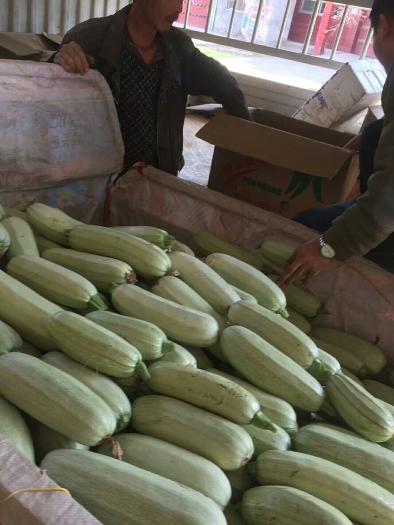 精选陕西西安阎良区西葫芦新鲜上市货源充足欢迎咨询