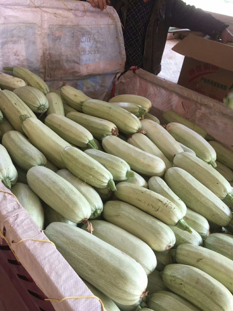精选陕西西安阎良区西葫芦新鲜上市货源充足欢迎咨询