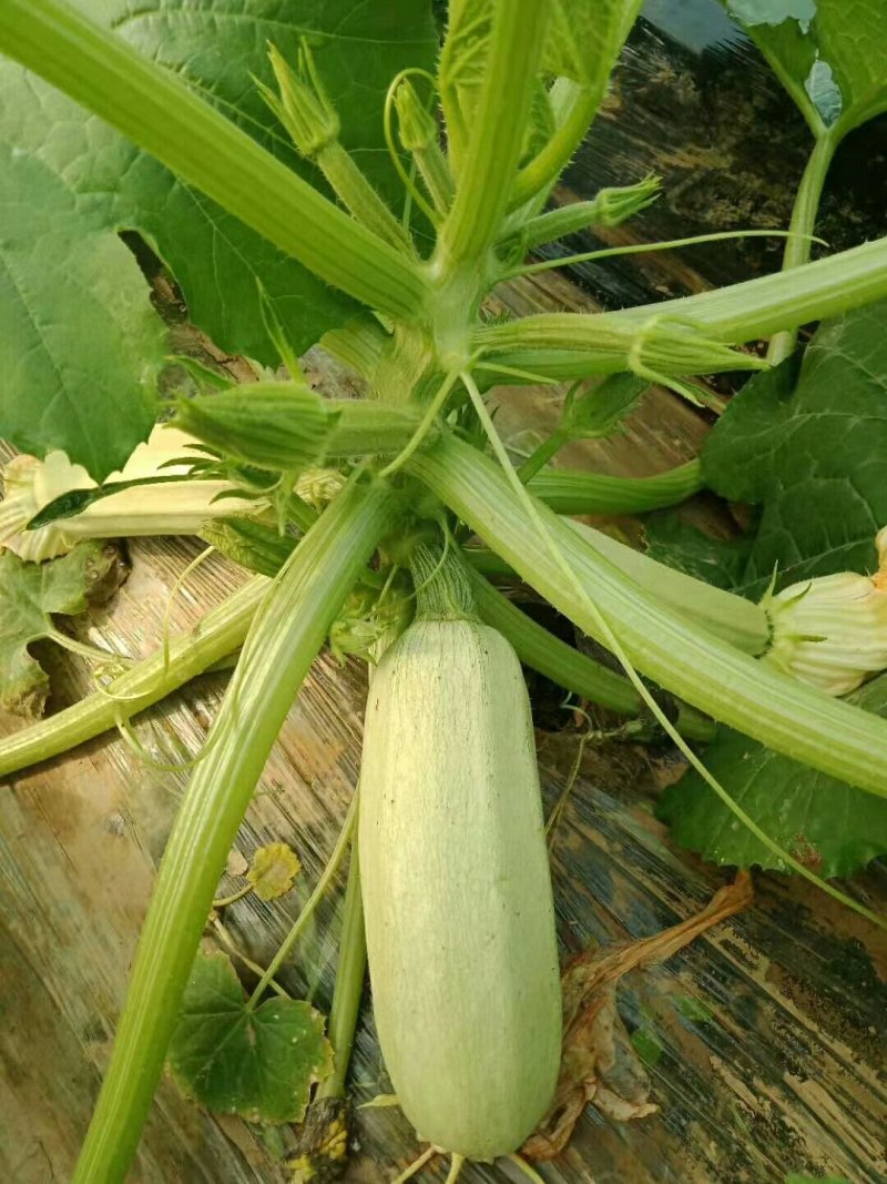 精选陕西西安阎良区西葫芦新鲜上市货源充足欢迎咨询
